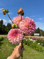 Cupcake -Limit 1 dahlia tuber