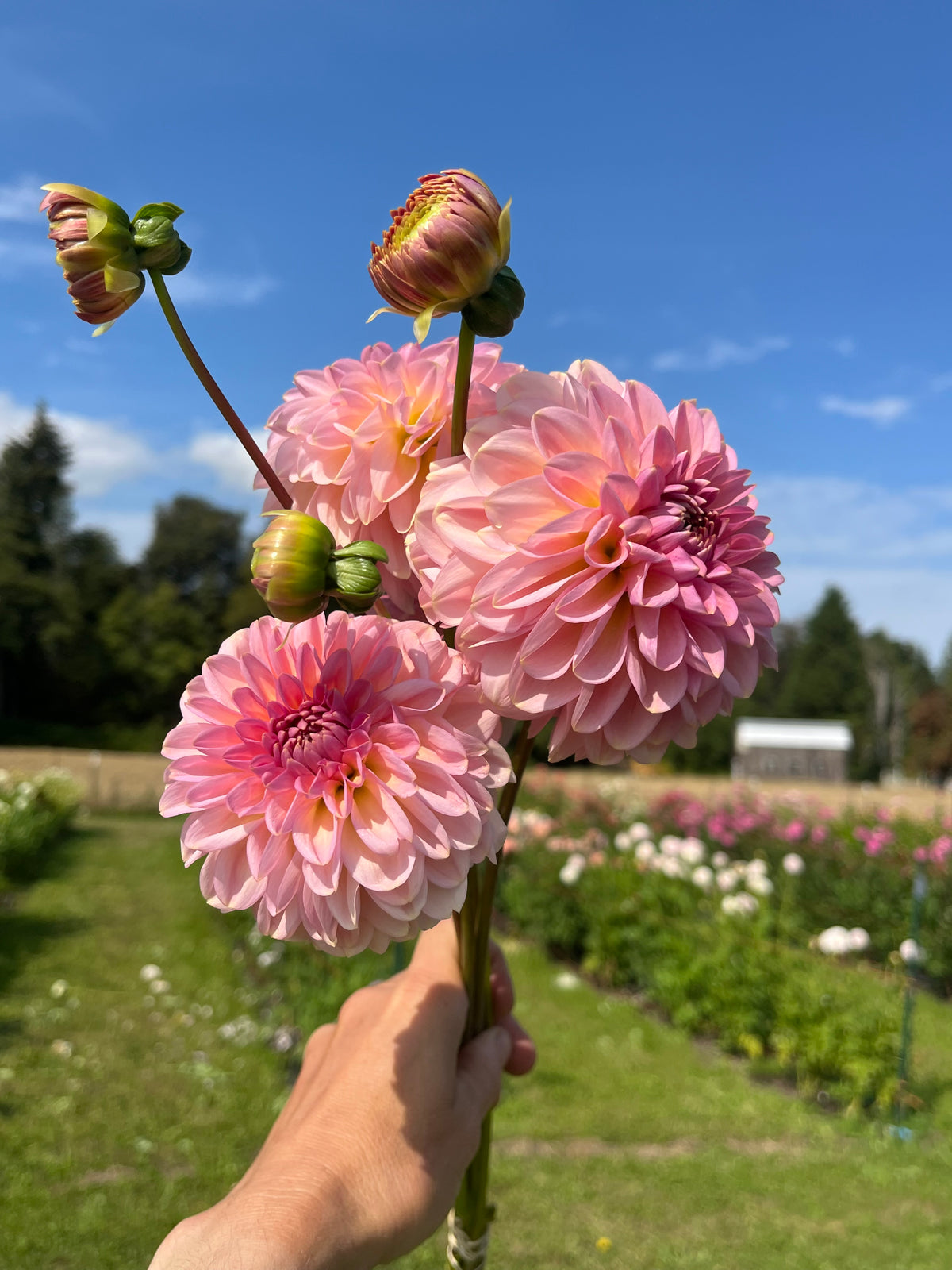 Cupcake -Limit 1 dahlia tuber