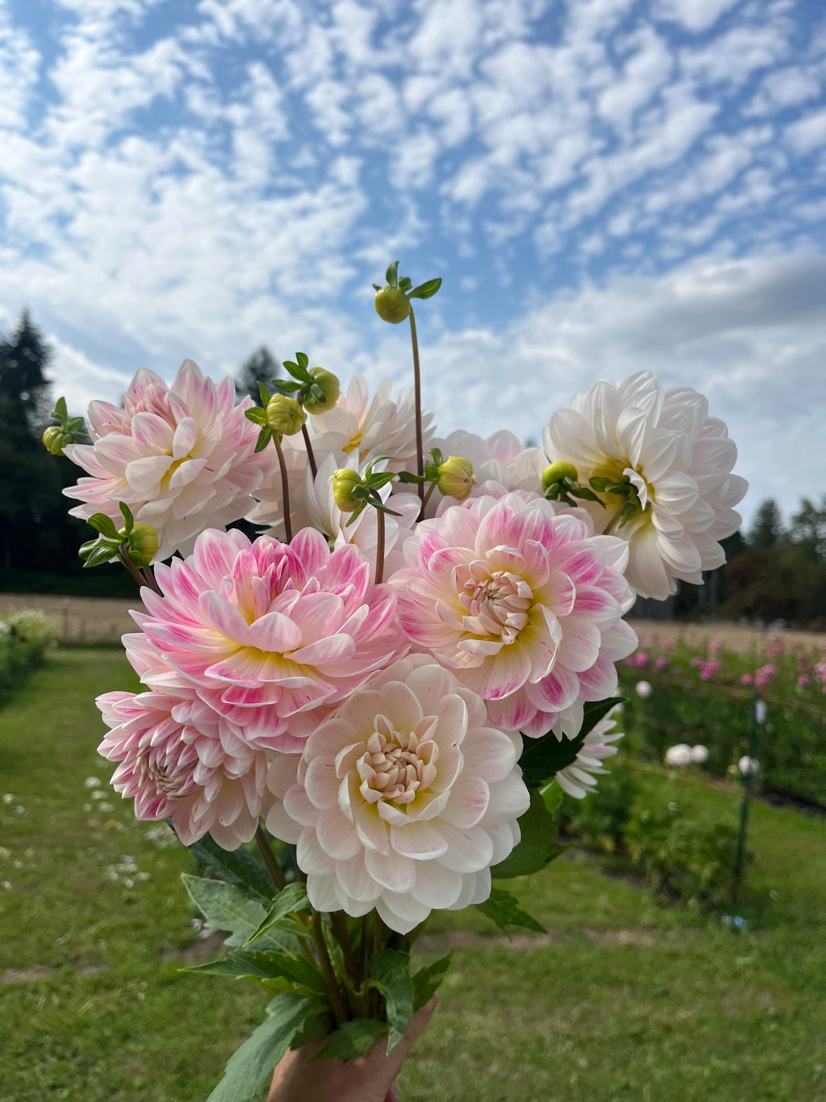 Kelgai Ann dahlia tuber