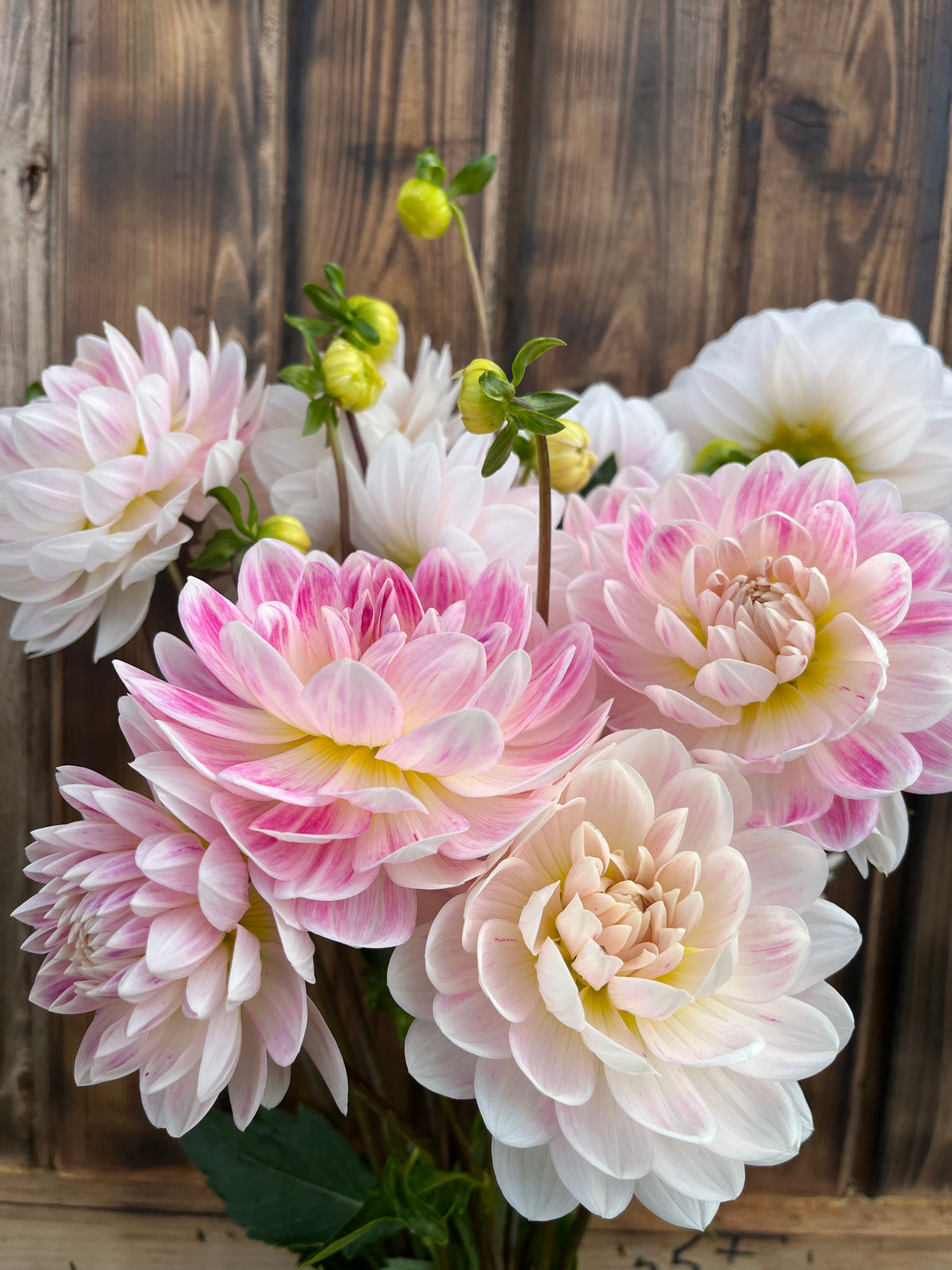 Kelgai Ann dahlia bloom, alternate view