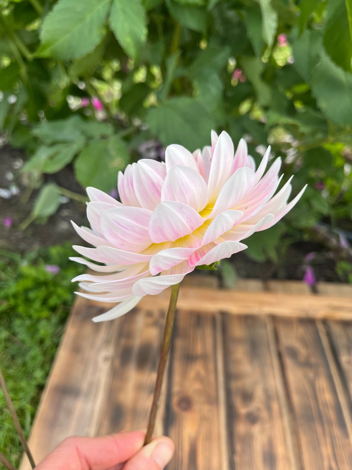Kelgai Ann dahlia bloom, additional photo