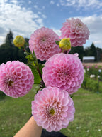 Wizard of Oz dahlia bloom, additional photo