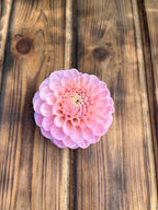 Wizard of Oz dahlia bloom, additional photo