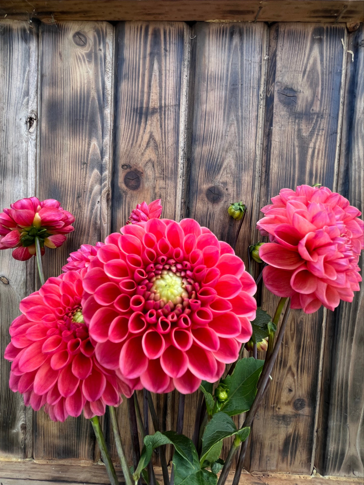 RM Watermelon dahlia bloom, alternate view
