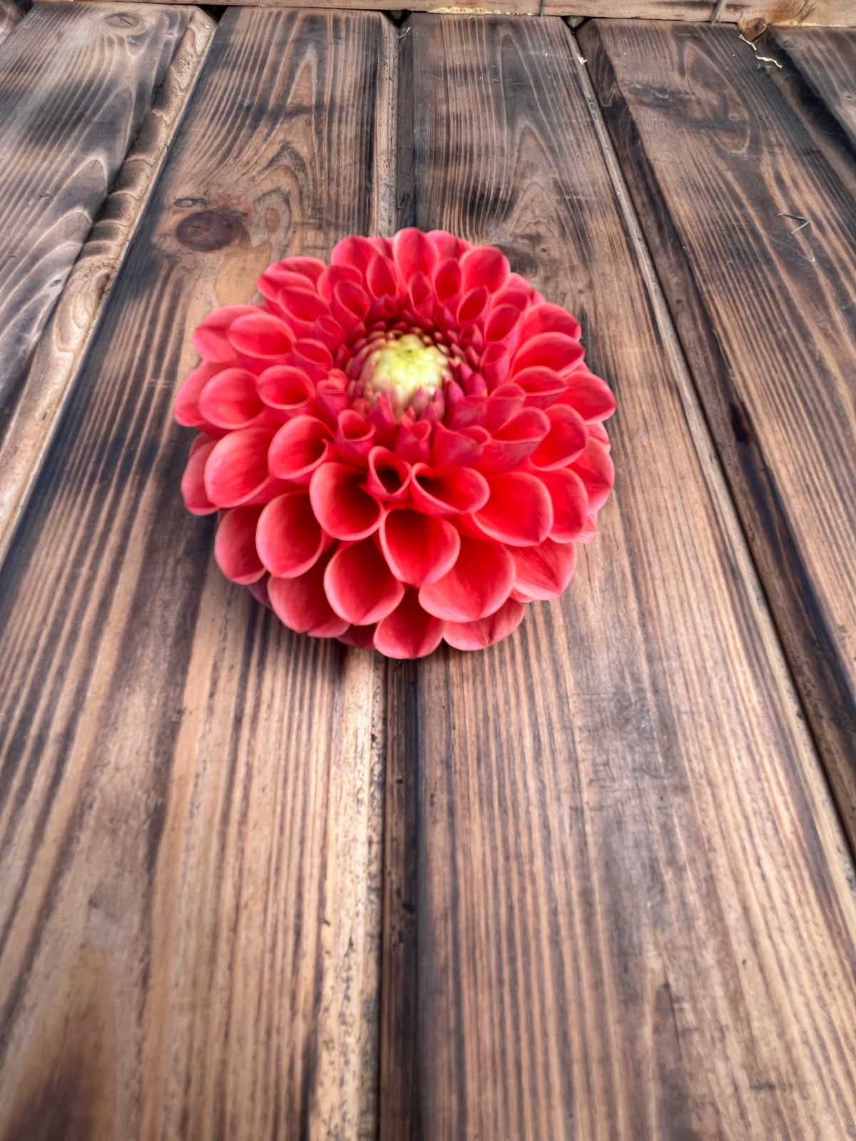 RM Watermelon dahlia flower, another view of the bloom