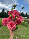 KA™ Keltie Rose dahlia tuber