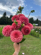 KA™ Keltie Rose dahlia tuber