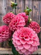 KA™ Keltie Rose dahlia bloom, alternate view