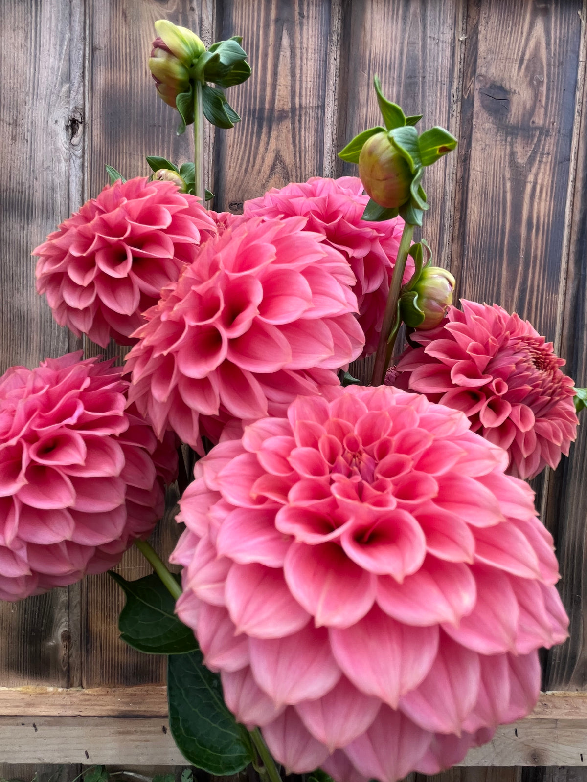 KA™ Keltie Rose dahlia bloom, alternate view