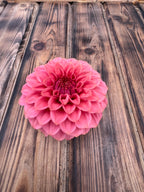 KA™ Keltie Rose dahlia flower, another view of the bloom