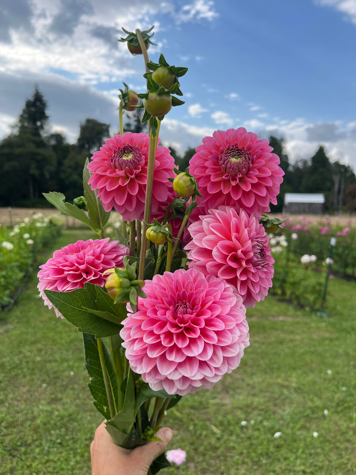 Mystery pink dahlia tuber
