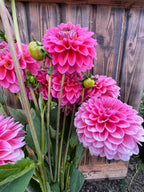 Mystery pink dahlia, pink dahlia flowers with green stems and leaves growing in a garden bed against a rustic wooden fence