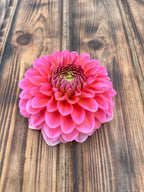 Mystery pink dahlia flower, another view of the bloom