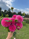 Rebecca Lynn dahlia tuber