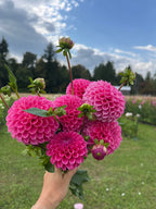 Rebecca Lynn dahlia tuber