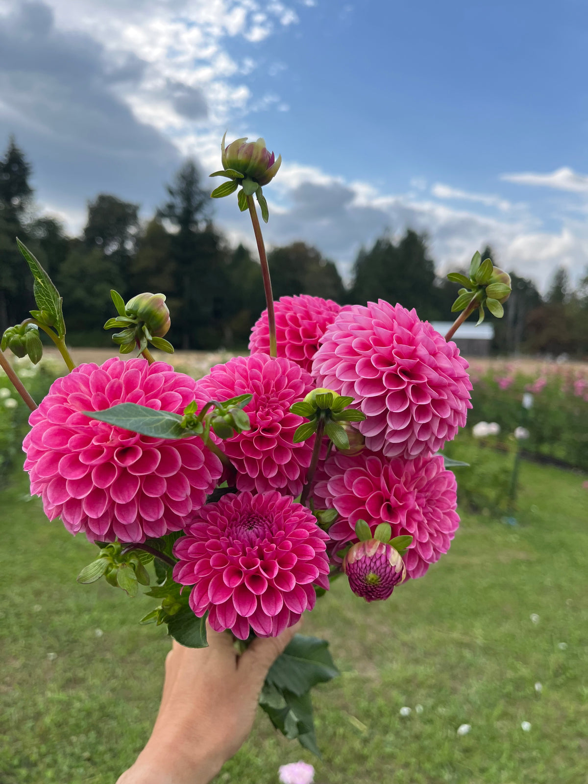 Rebecca Lynn dahlia tuber