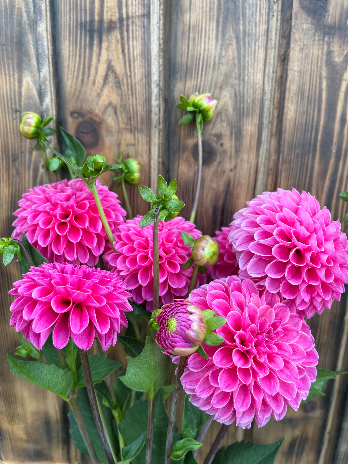 Rebecca Lynn dahlia bloom, alternate view