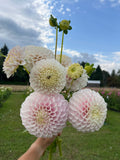 Pink Pearl dahlia tuber