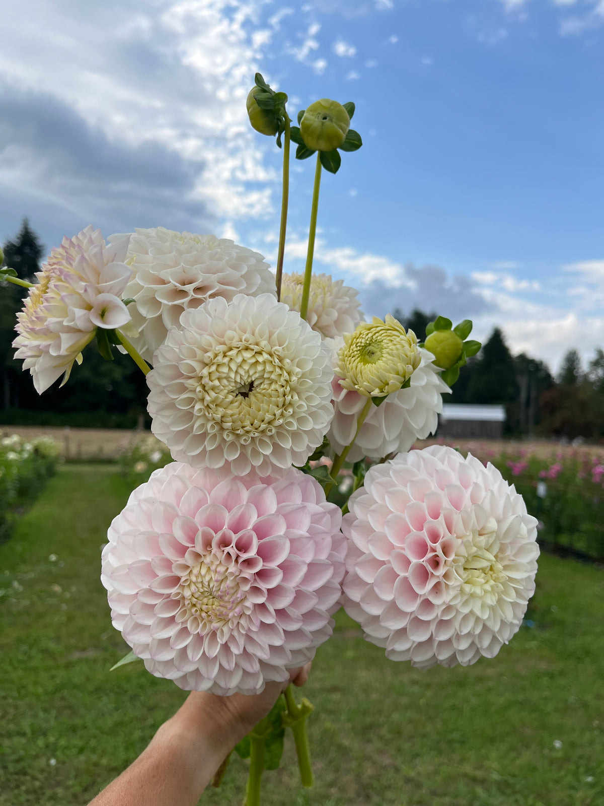 Pink Pearl dahlia tuber