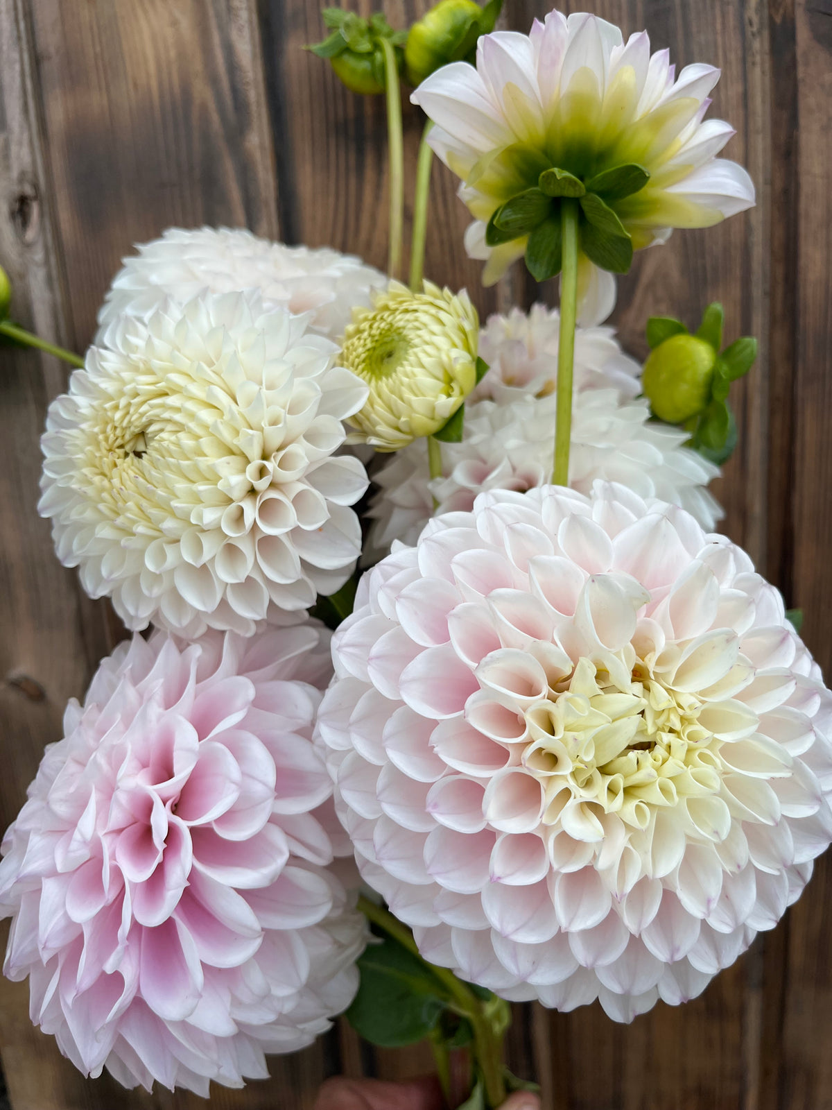 Pink Pearl dahlia bloom, alternate view