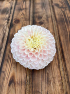Pink Pearl dahlia flower, another view of the bloom