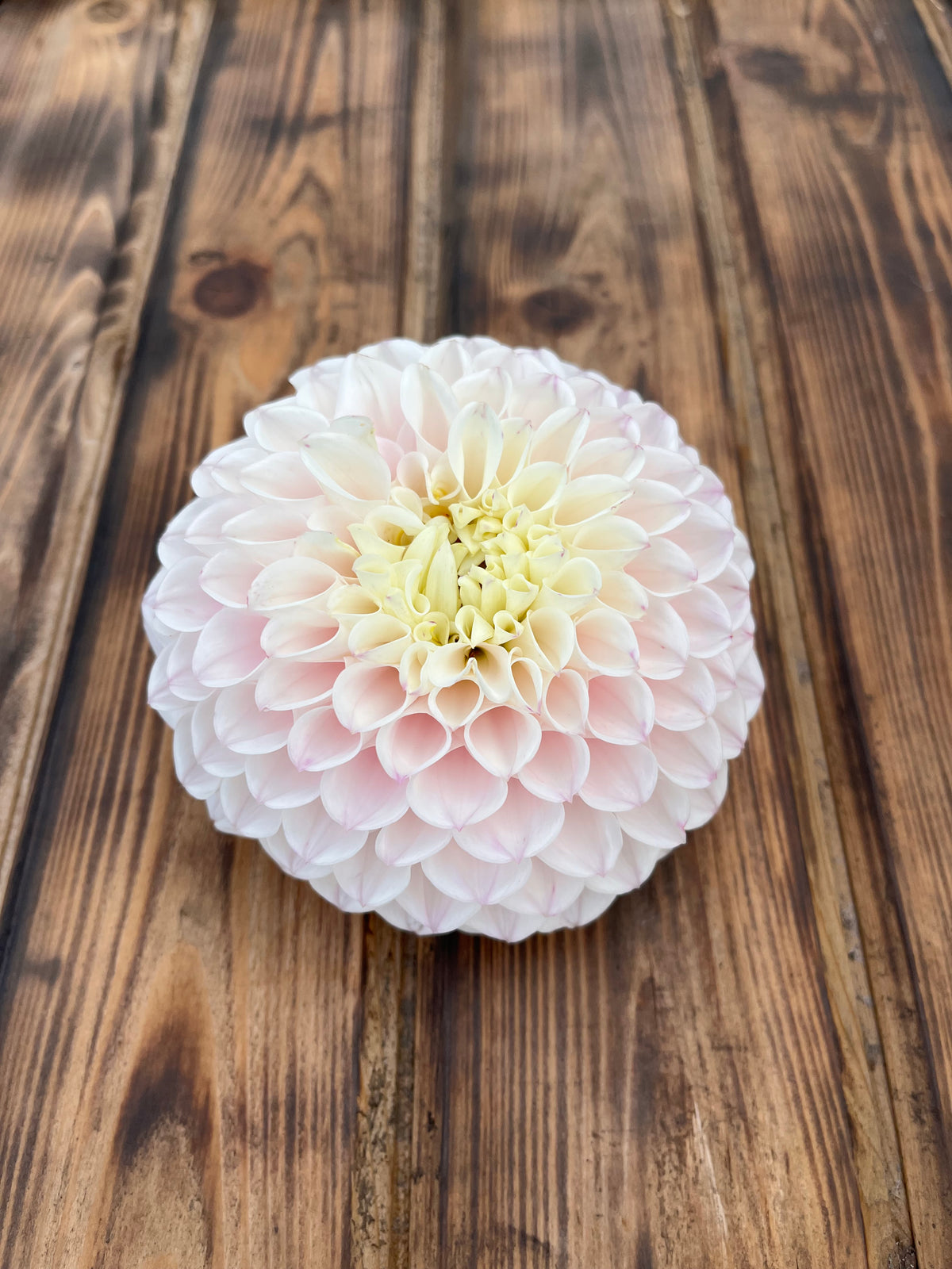 Pink Pearl dahlia flower, another view of the bloom