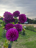 Robann Royal dahlia bloom, alternate view