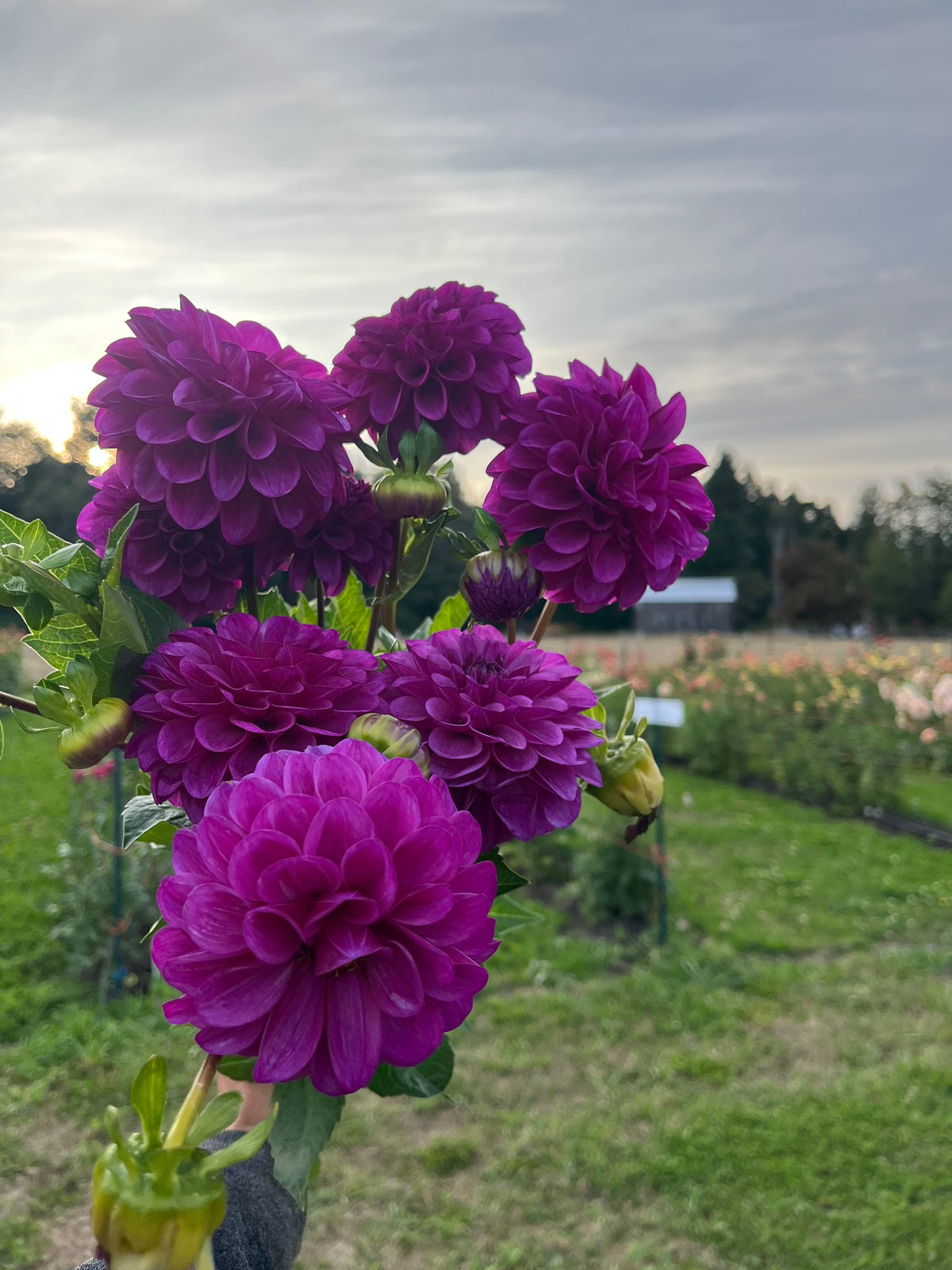 Robann Royal dahlia bloom, alternate view