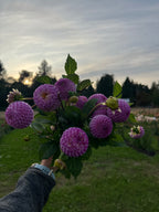 Frank Holmes dahlia flower, another view of the bloom