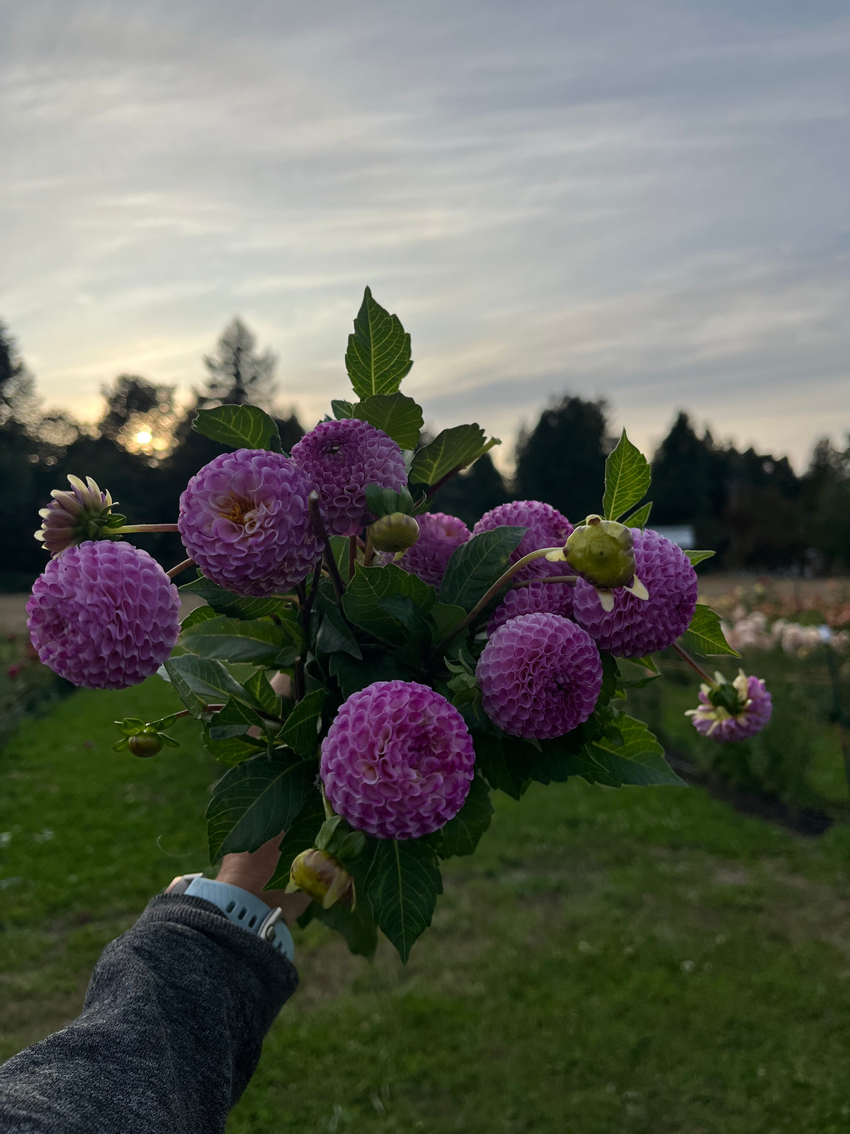 Frank Holmes dahlia flower, another view of the bloom