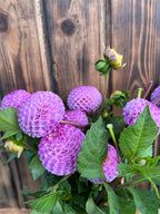 Frank Holmes dahlia bloom, additional photo
