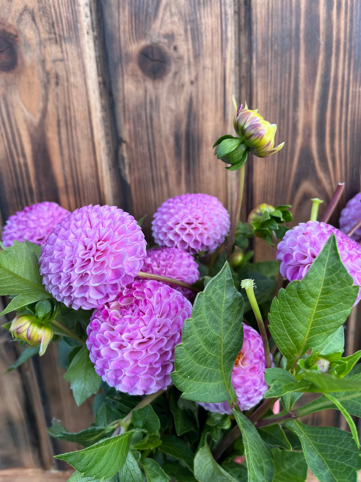 Frank Holmes dahlia bloom, additional photo