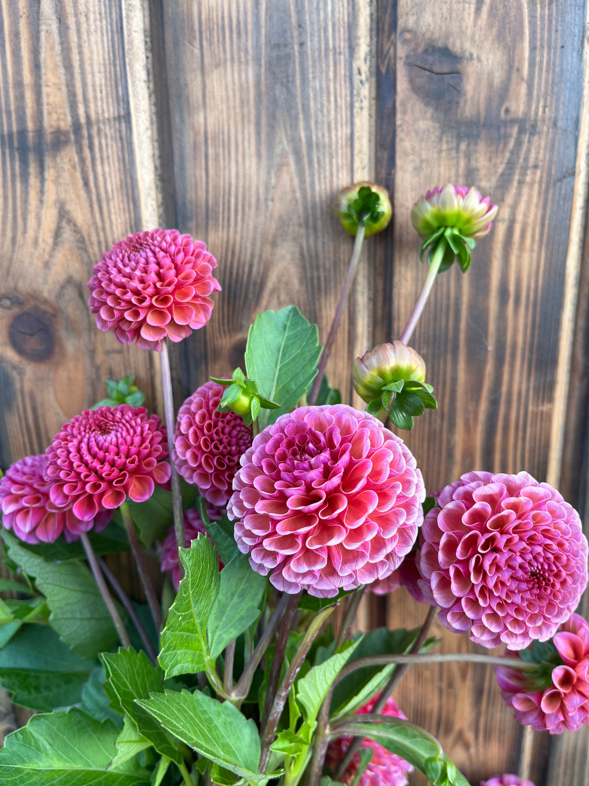 Koko Puff dahlia bloom, alternate view