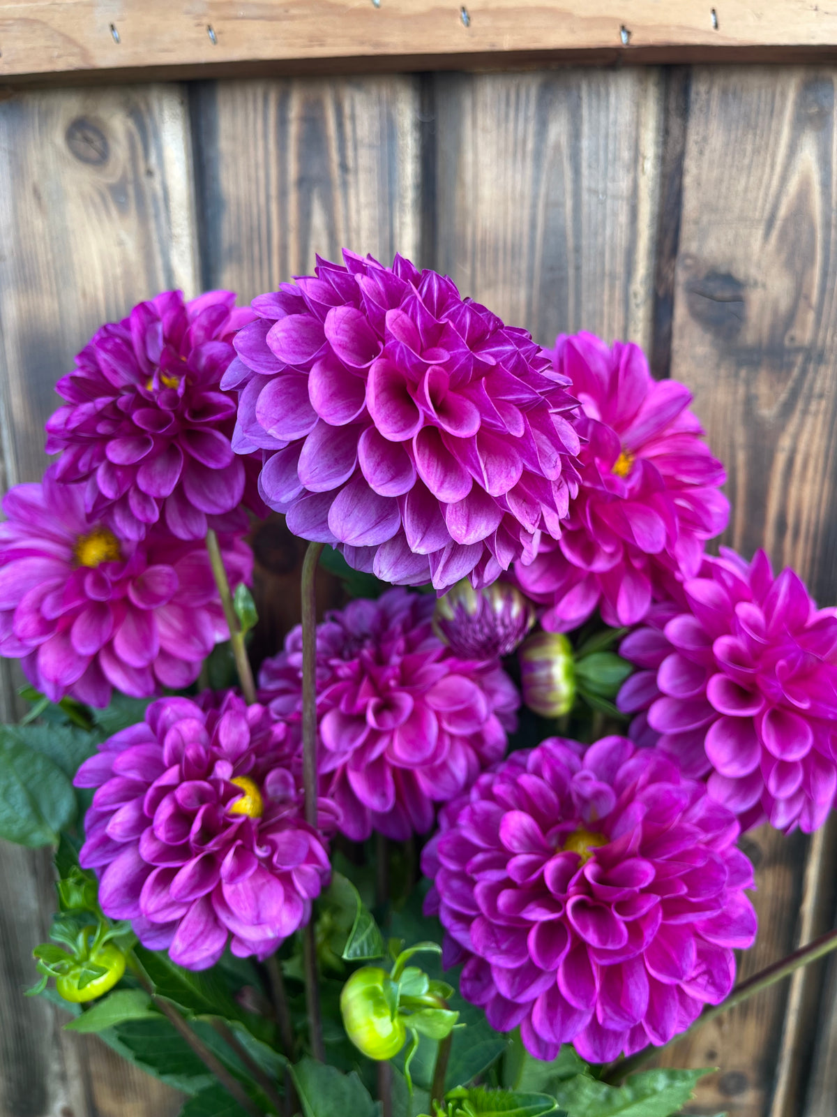 Robann Royal dahlia flower, another view of the bloom