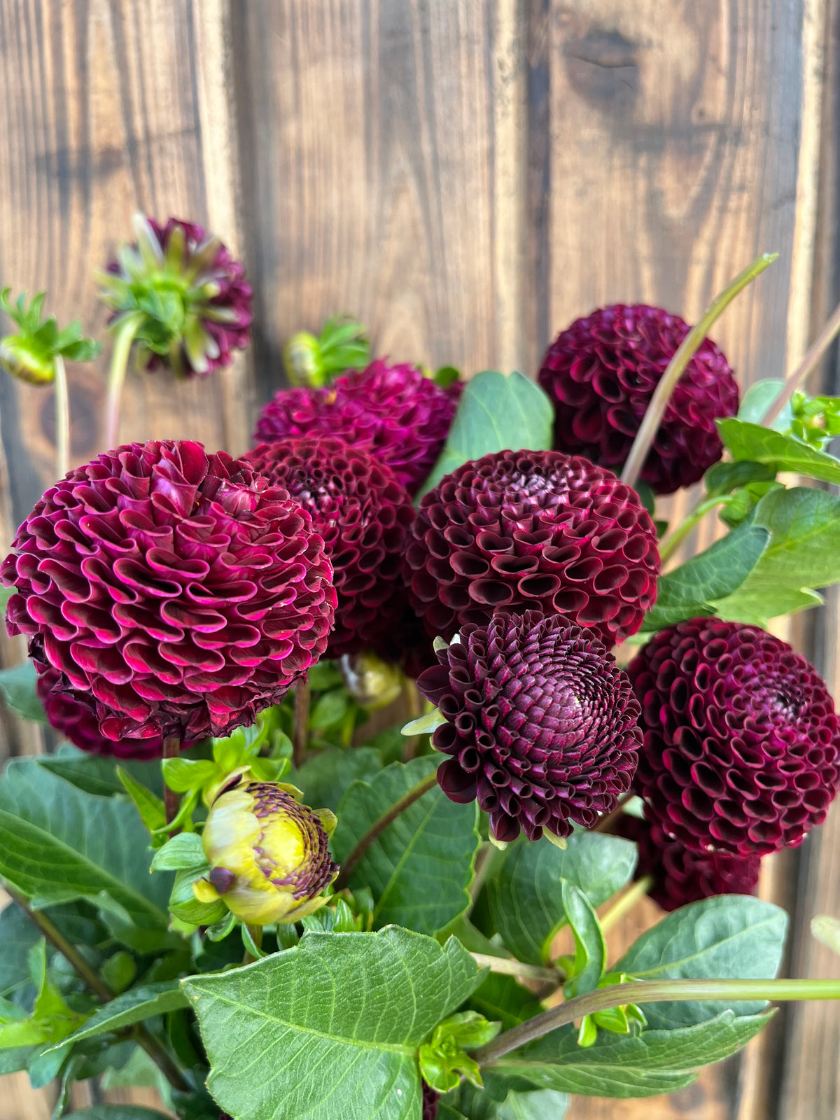 Moor Place dahlia bloom, alternate view