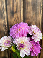 Last Dance dahlia bloom, alternate view