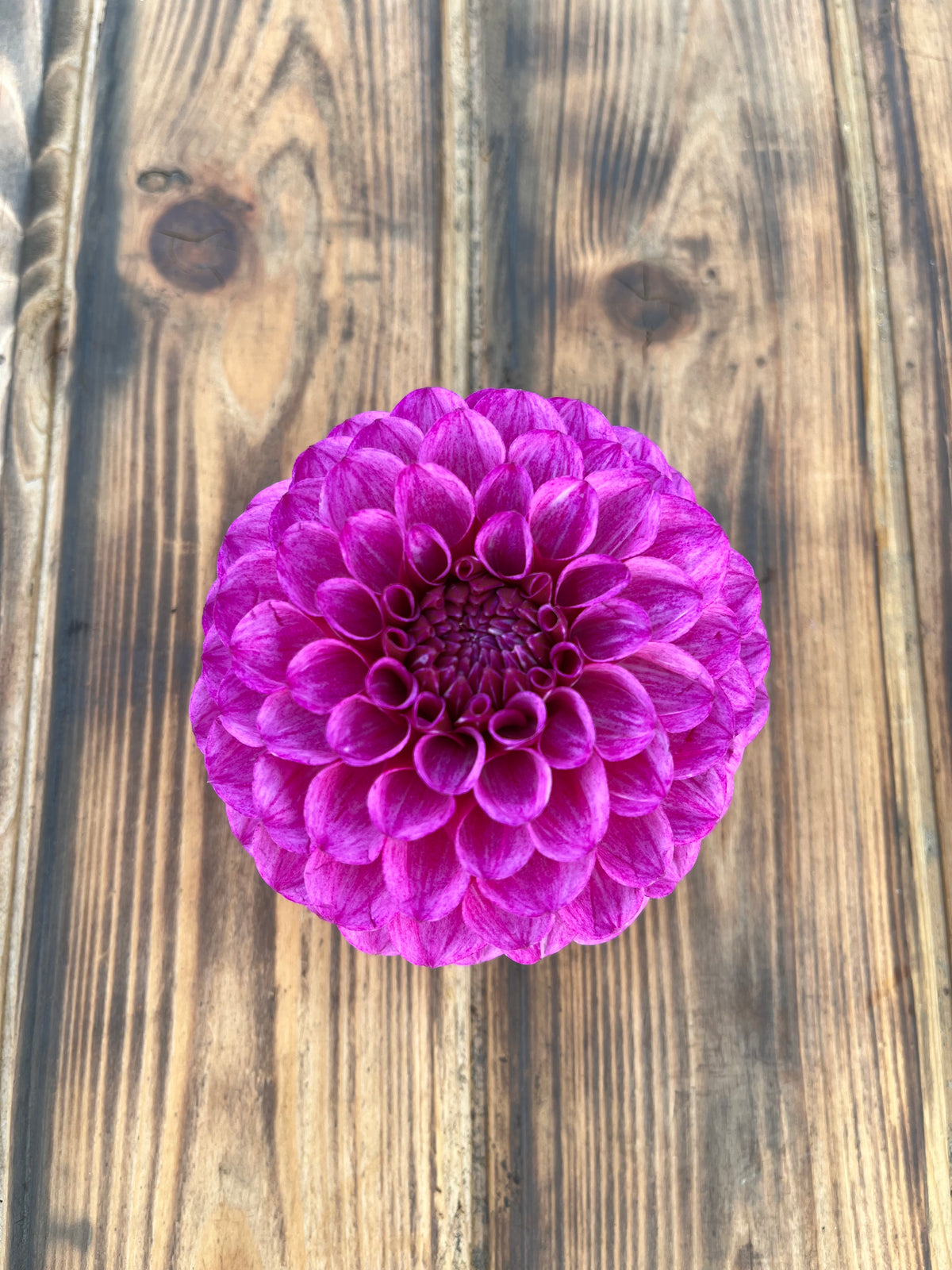 Robann Royal dahlia bloom, additional photo