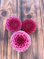 Koko Puff dahlia flower, another view of the bloom