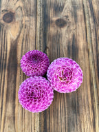 Frank Holmes dahlia bloom, additional photo