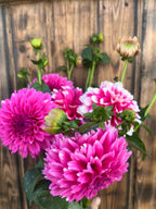 Fuzzy Wuzzy dahlia bloom, alternate view