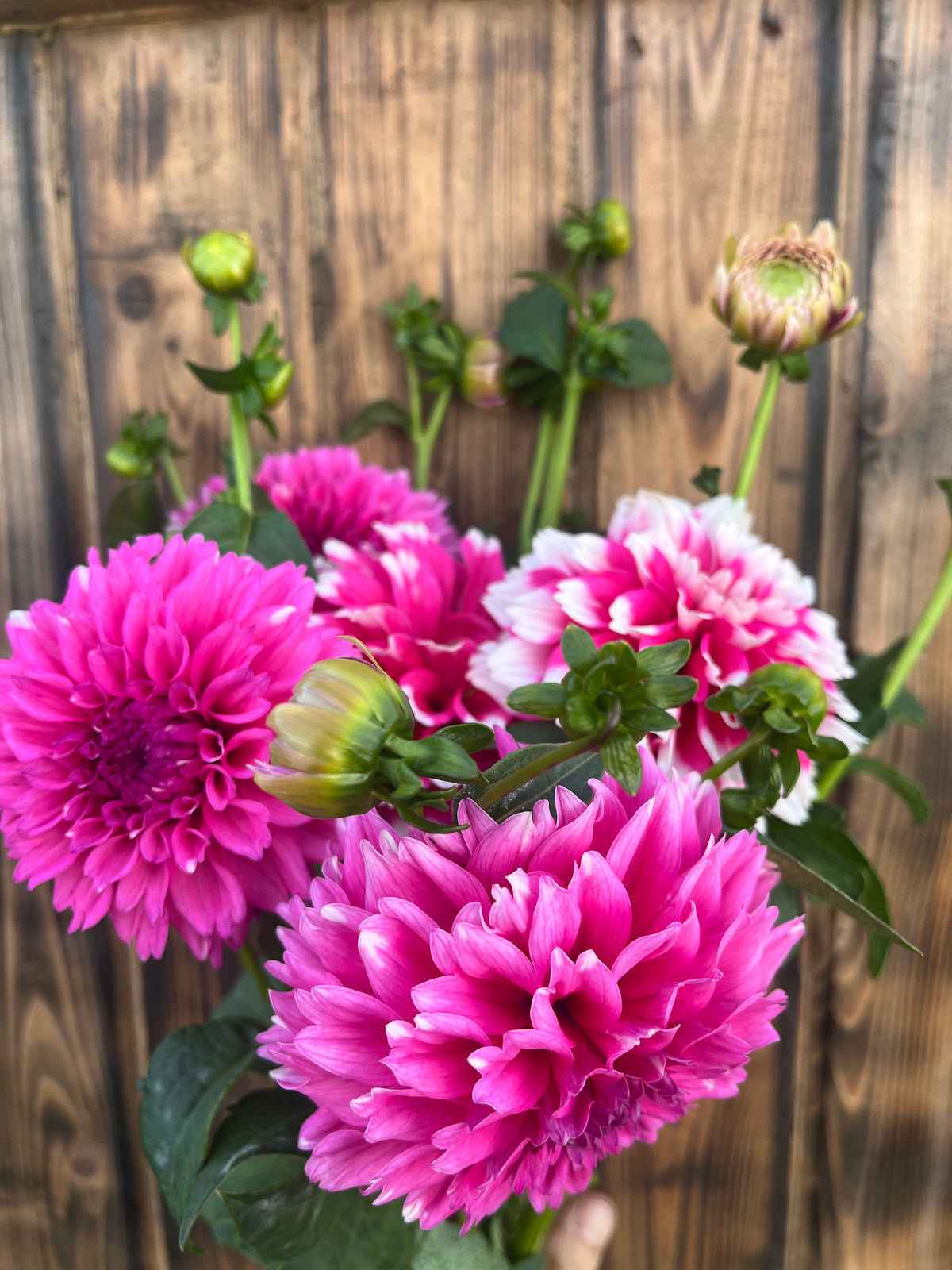 Fuzzy Wuzzy dahlia bloom, alternate view