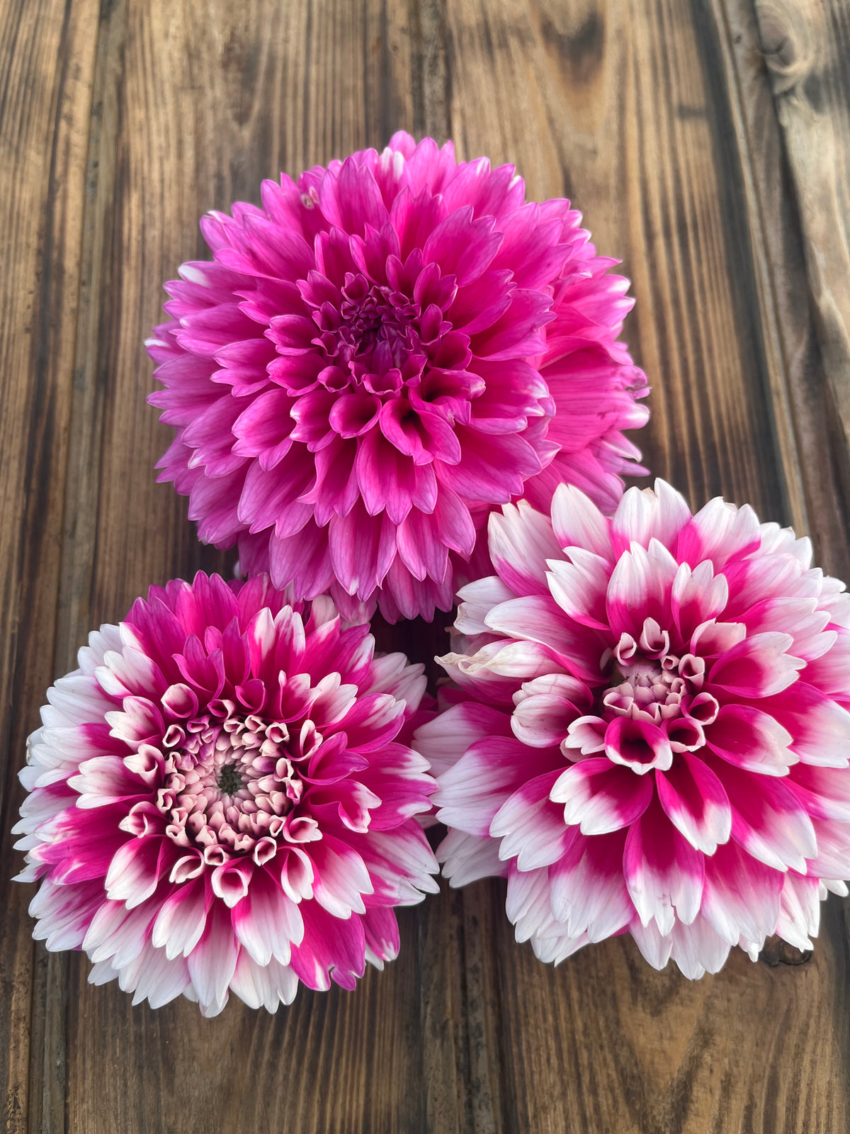 Fuzzy Wuzzy dahlia flower, another view of the bloom