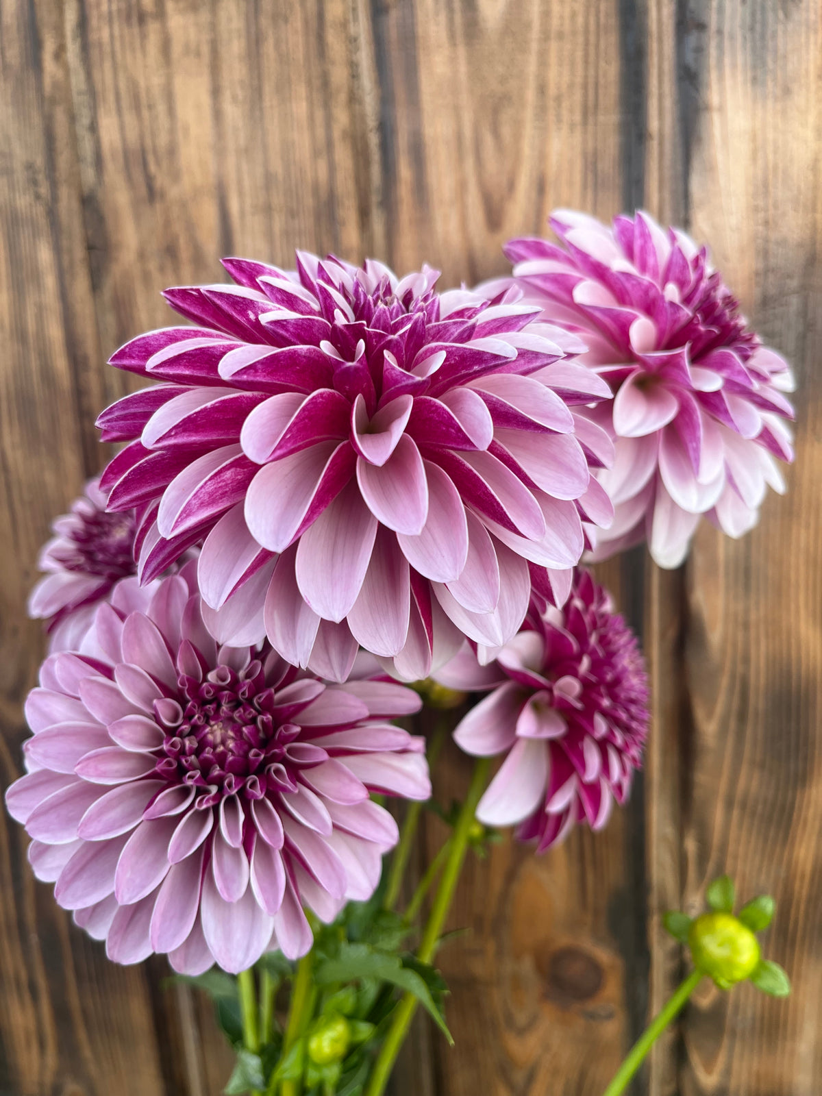 Salish Twilight Girl dahlia bloom, alternate view