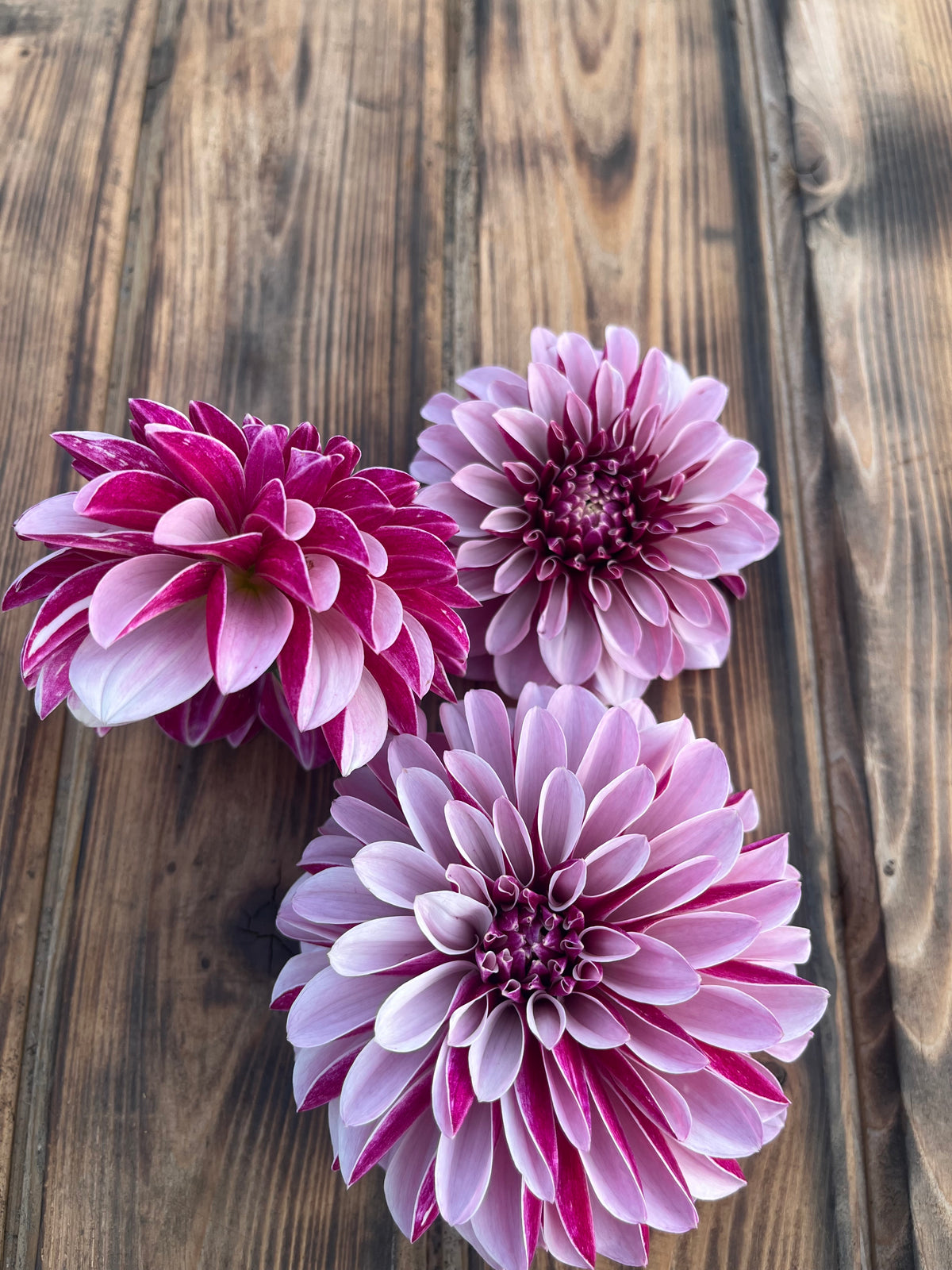 Salish Twilight Girl dahlia flower, another view of the bloom