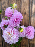 Snoho Sonia dahlia bloom, alternate view