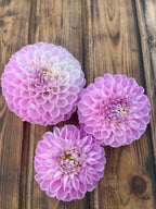 Snoho Sonia dahlia flower, another view of the bloom