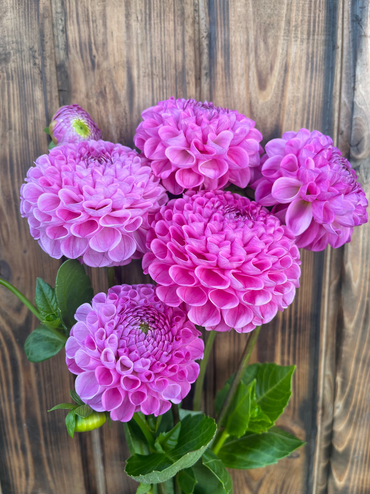Snoho Les dahlia bloom, alternate view