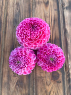 Snoho Les dahlia flower, another view of the bloom