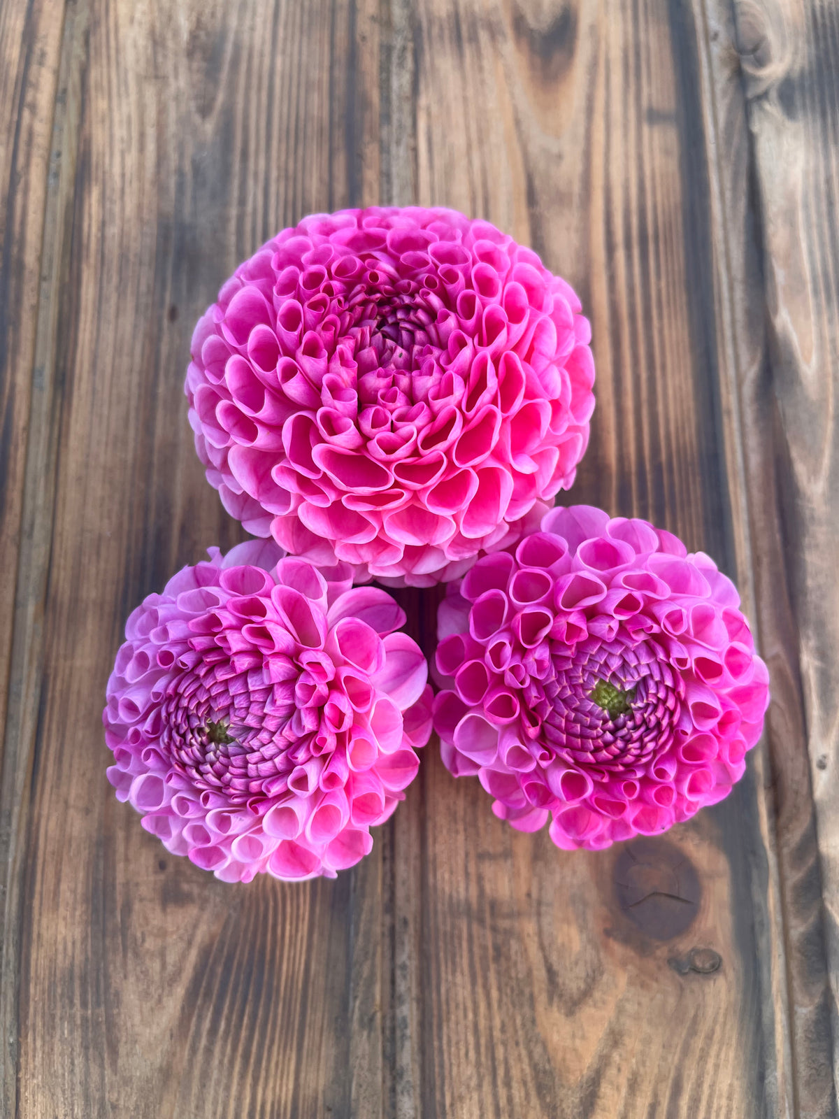 Snoho Les dahlia flower, another view of the bloom