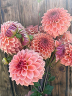 Levi's Blue Smoke dahlia, cluster of pink dahlia flowers with layered petals and green buds
